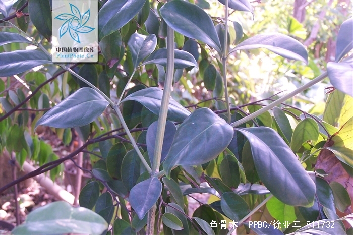  p>鱼骨木属植物.产广东,香港,海南,广西,云南和西藏的墨脱.