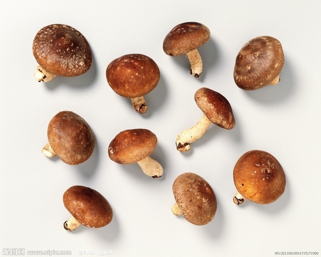 香菇属( i>lentinus /i>),学名 i>lentinus edodes /i>,起源于我国,是