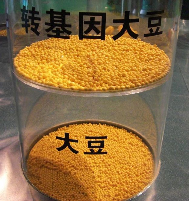  p>转基因植物(genetically modified plants)是拥有来自其他物种基因