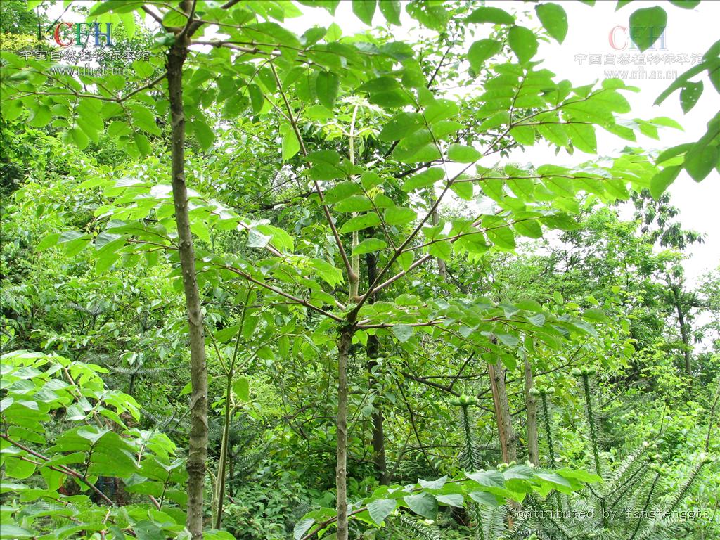  p>黄毛楤木(学名: aralia decaisneana hance),灌木,高1-5米,为 a