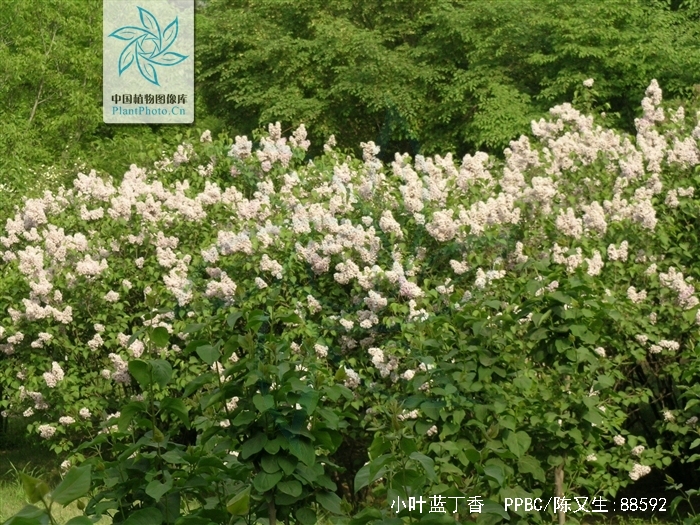  p>小叶蓝丁香为 a href="#" data-lemmaid="2856376">丁香属 /a> 长