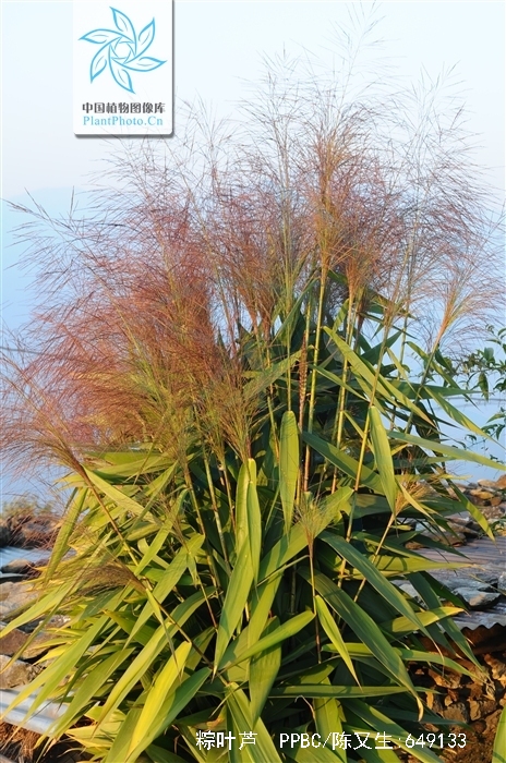  p>粽叶芦(种拉丁名:thysanolaena maxima (roxb.