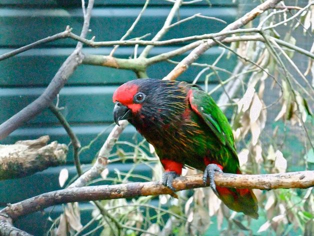  p>黄纹绿吸蜜鹦鹉(学名: i>chalcopsitta sintillata /i>)羽色鲜艳