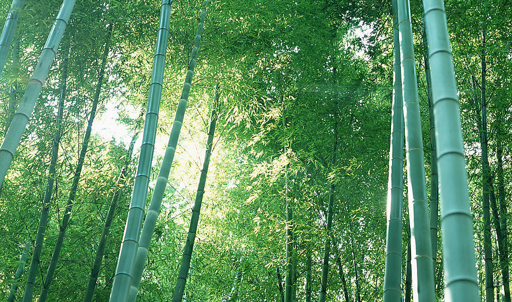  p>秆高10-20m,径5-12㎝,节间长25-50㎝,幼时密被白粉,无毛.