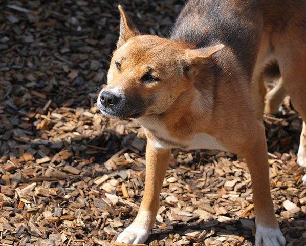 新几内亚歌唱犬