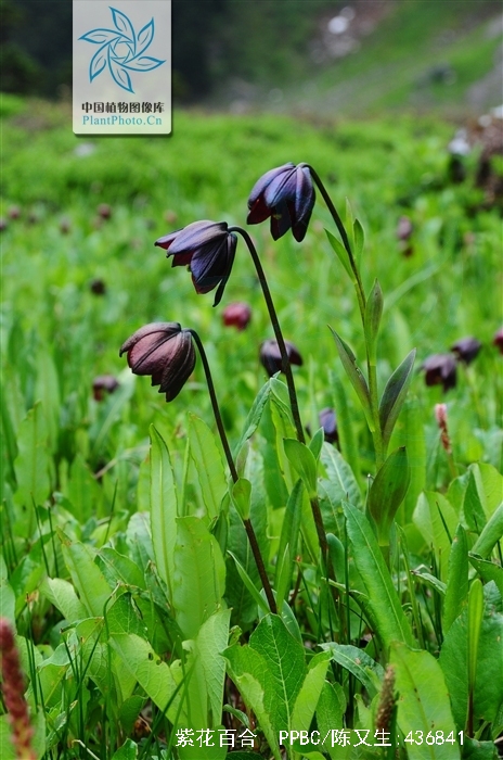 lilium souliei (franch.) sealy