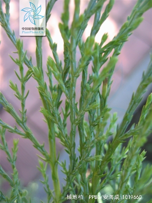  p>铺地柏(学名: i>sabina procumbens /i>  (endl.