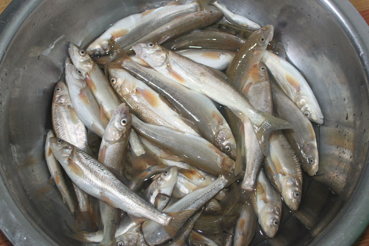  p>青海湖裸鲤(学名: i>gymnocypris przewalskii /i>)是鲤科,裸鲤属