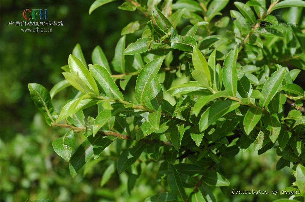 salix sclerophylla andersson