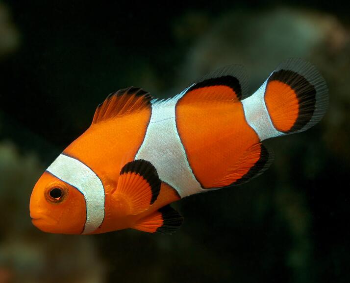  p>眼斑双锯鱼(学名: i>amphiprion ocellaris /i>)是雀鲷科,双锯鱼属