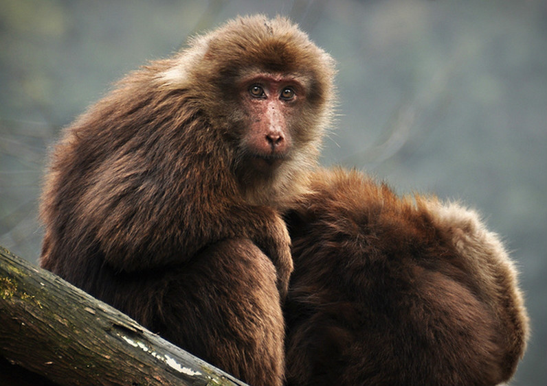 学名: i>macaca thibetana /i>):是中国猕猴属中最大的一种灵长类动物