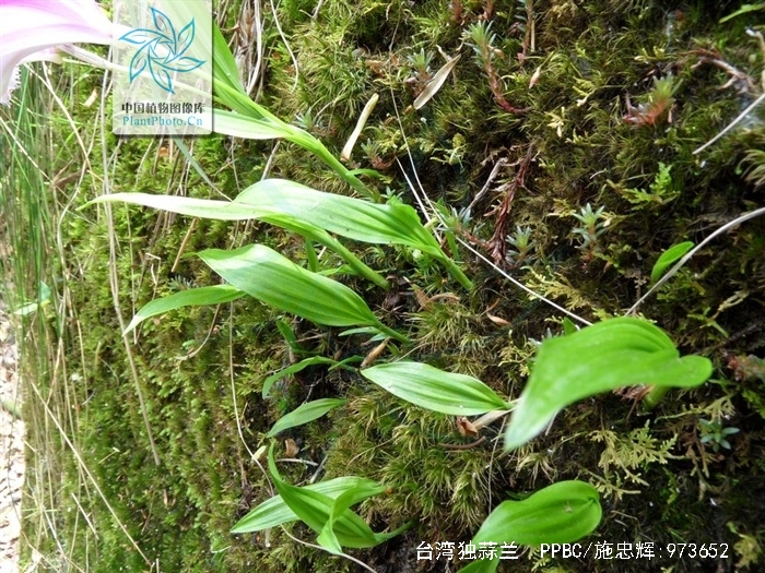  p>台湾独蒜兰(学名: i>pleione formosana  /i> hayata):半附生或 a