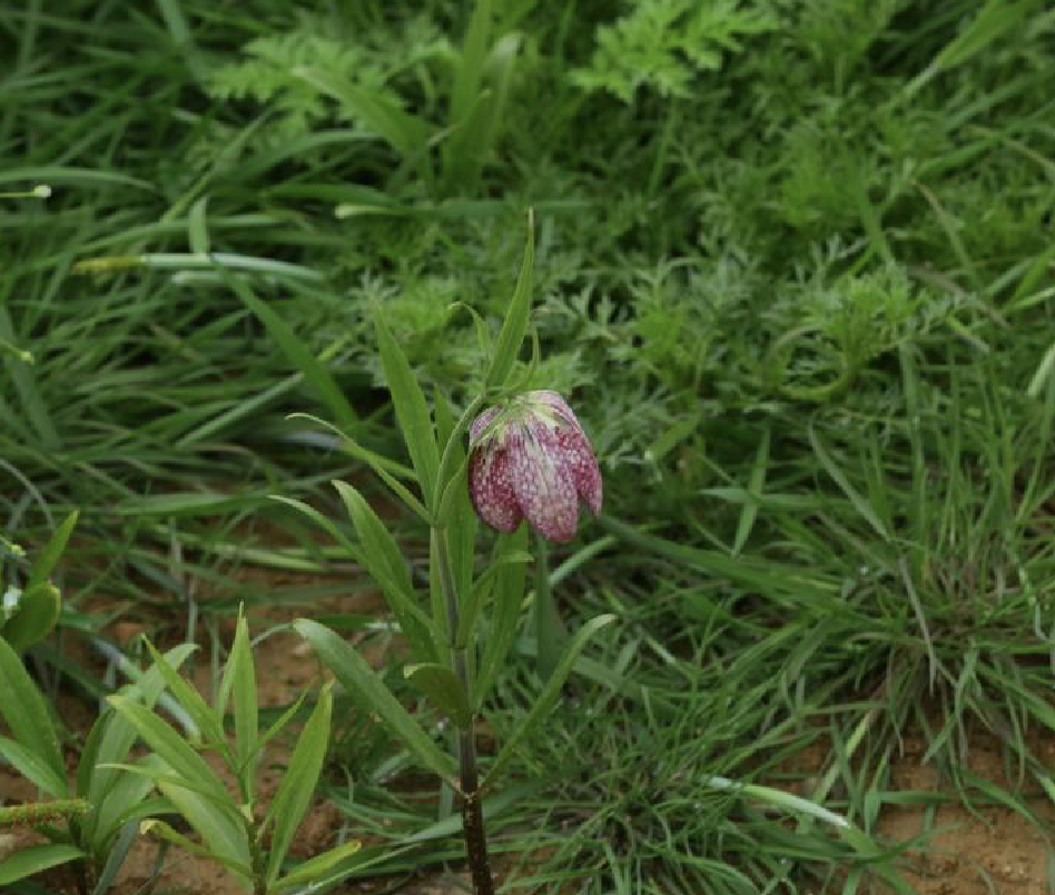  p>天目贝母(学名: i>fritillaria monantha /i> migo)是百合科贝母属