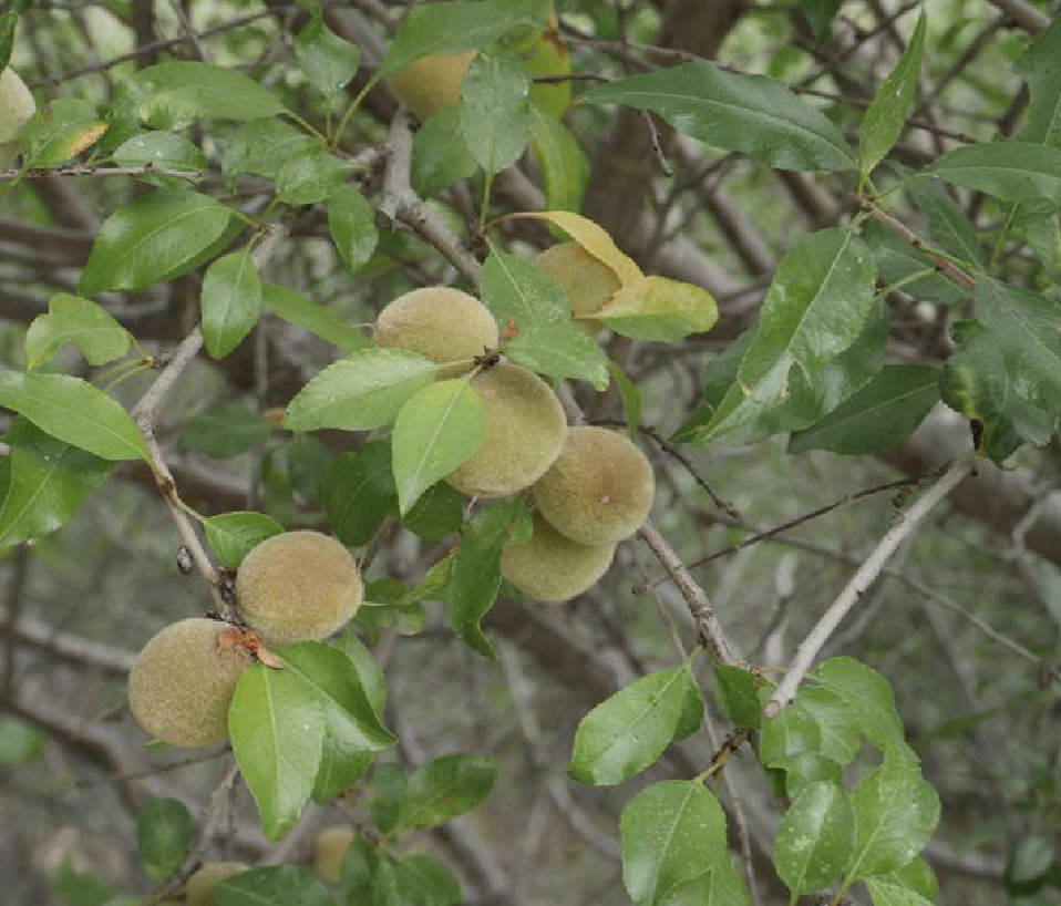  p>西康扁桃(学名: i>amygdalus tangutica /i> (batal.) korsh.