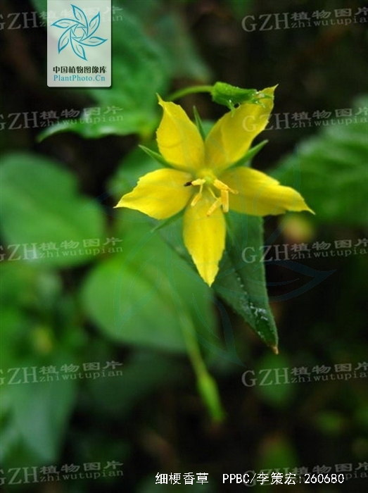  p>细梗香草(学名: i>lysimachia capillipes /i> hemsl.