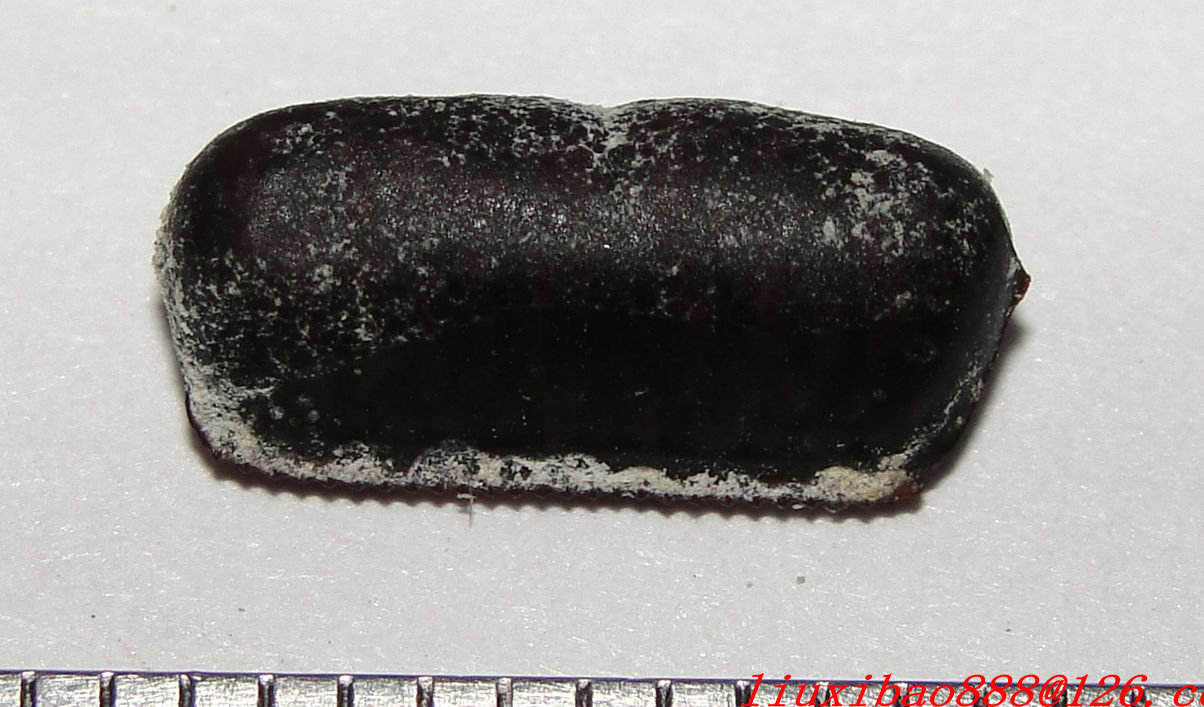  p>蟑螂卵是在雌雄 a target="_blank" href="