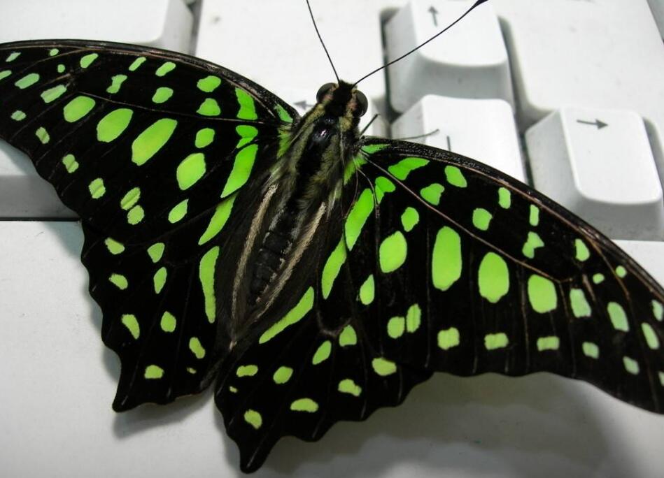  p>翠蓝斑凤蝶(学名:chilasa paradoxa )是属鳞翅目凤蝶科的一种大型