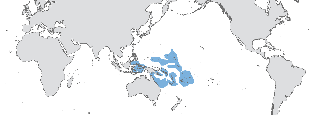 acropora chesterfieldensis