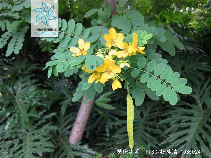 p>黄槐决明(学名: i>cassia surattensis /i>  burm.