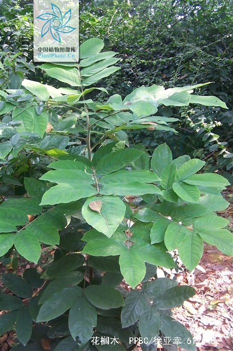  p data-id="tzqr0uplurda">花榈木为豆科红豆属的常绿乔木.
