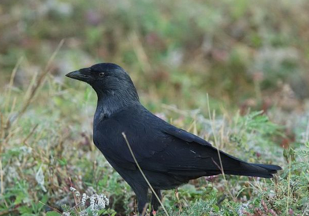  p>寒鸦(学名: i>corvus monedula /i>):体长37厘米.