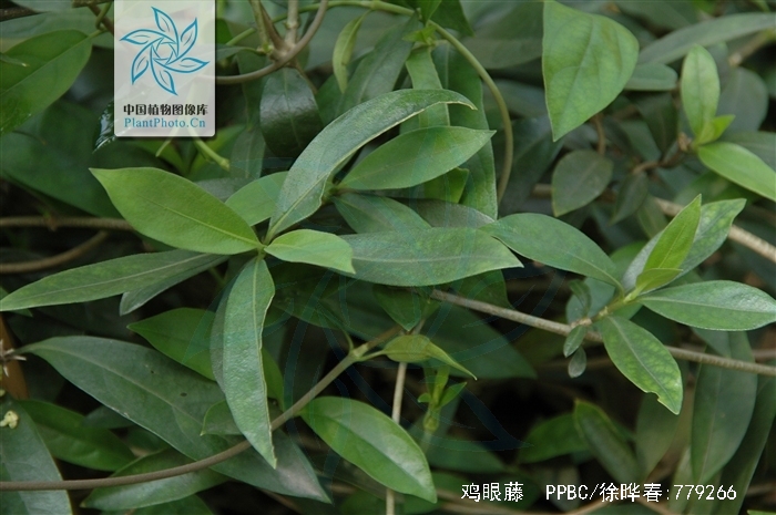 /i>how),为 a target="_blank" href="/item/双子叶植物纲/229183"