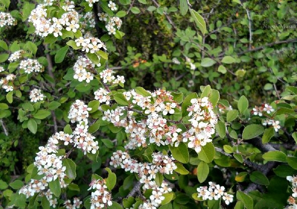  p>川滇绣线菊(学名: i>spiraea schneideriana /i> rehd.