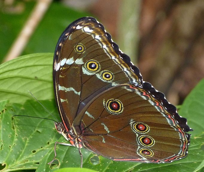  p>海伦闪蝶morpho helenor (e.