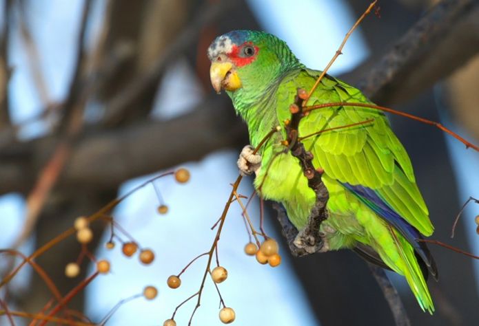 白额亚马逊鹦鹉