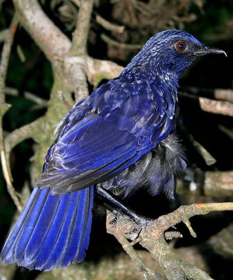 紫啸鸫指名亚种