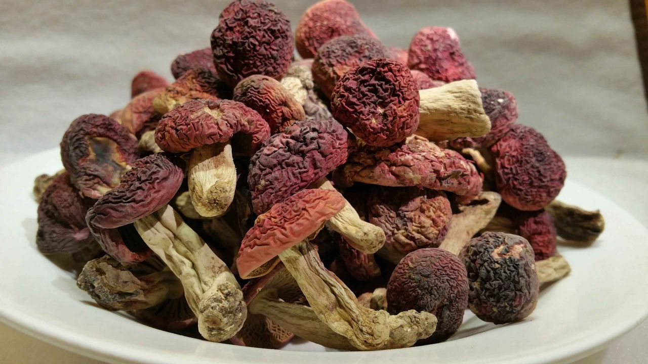  p>红菇是一类大型菌根 a target="_blank" href="/item/真菌/713829"