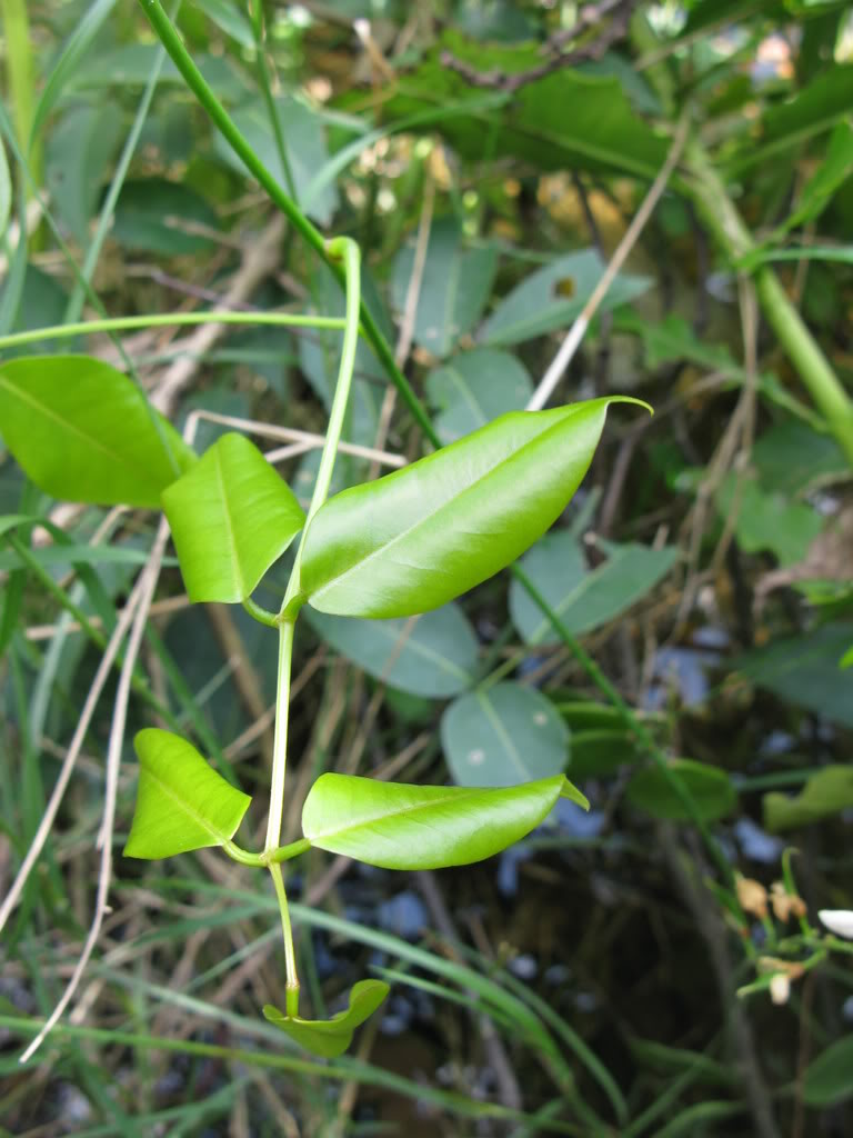  p>尾叶鱼藤(derris caudatilimba how),为 a href="#">双子叶植物纲 