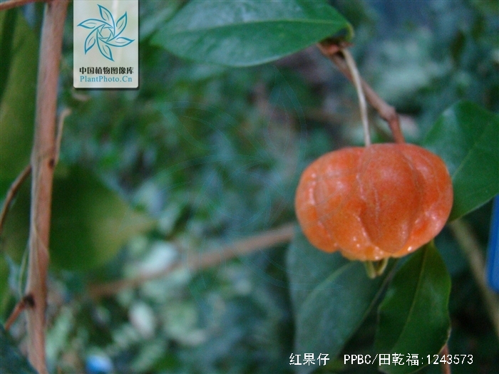  p>红果仔(学名: i> /i> i>eugenia uniflora /i> linn.