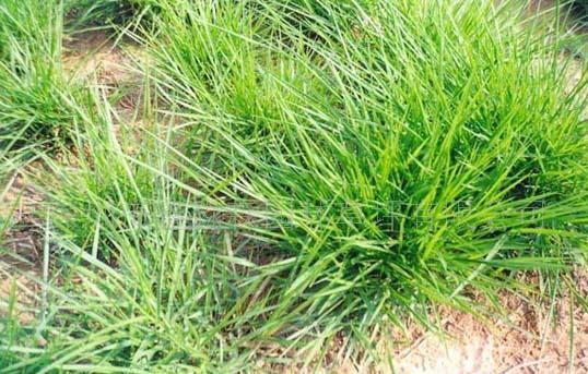  p>高羊茅(学名: i>festuca elata  /i>keng ex e.