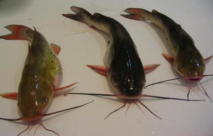  p>黄颡鱼(学名: i>pelte /i>o i>bagrus fulvidraco /i>)是鲿科,黄颡