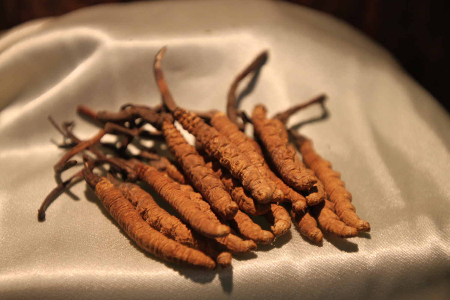 西藏那曲冬虫夏草