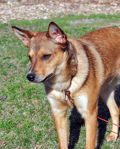  p>普通家犬,也称"家狗",是最常见的犬科 a target="_blank" href="