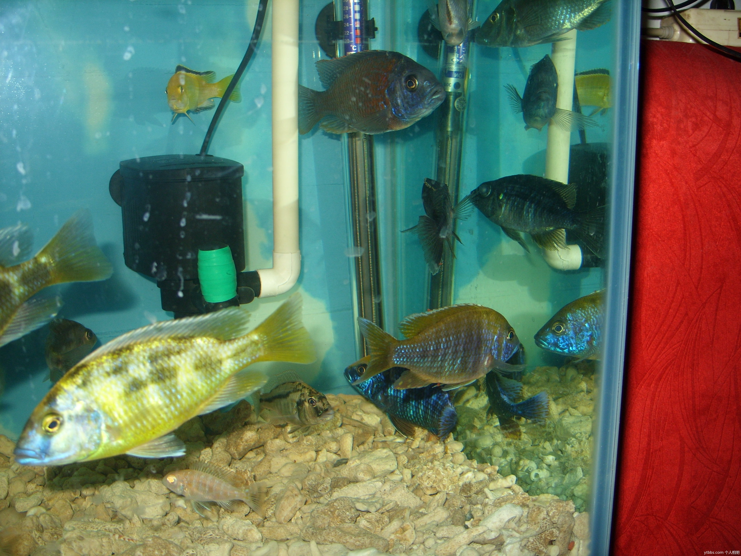  p>帝王艳红是慈鲷科孔雀鲷属动物. /p>