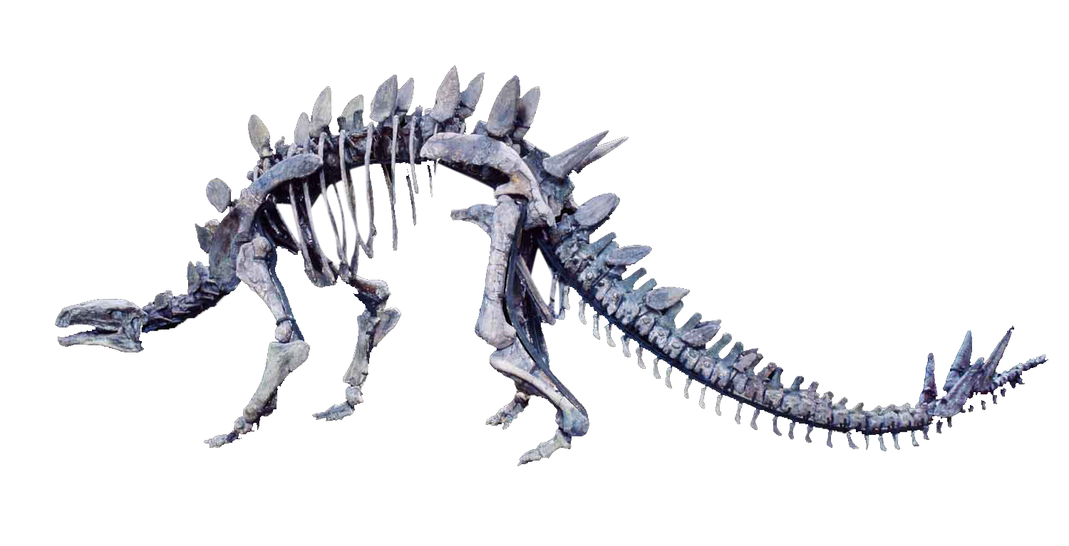  p>中侏罗世太白华阳龙,此展品为中侏罗世化石.