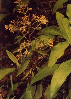 全裂艾纳香 百度百科