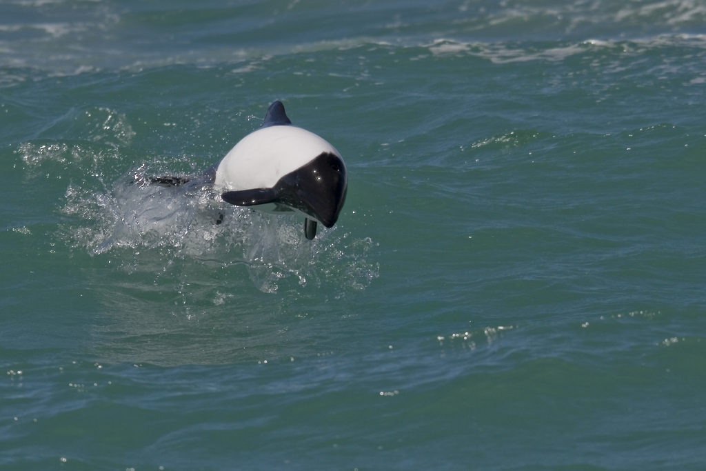  p>花斑喙头海豚是康氏矮海豚的俗称(学名: i>cephalorhynchus