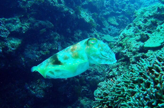  p>烛光鱼是 a href="#" data-lemmaid="1195405">硬骨鱼纲 /a>, a