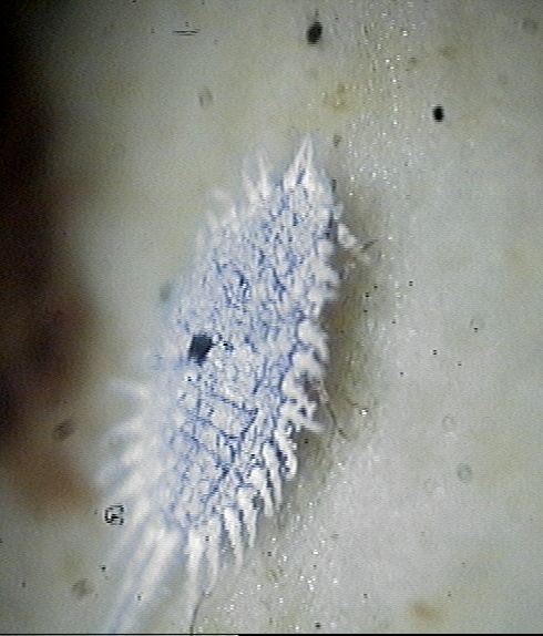  p>康氏粉蚧, i>pseudococcus comstocki /i> kuwana,为同翅目