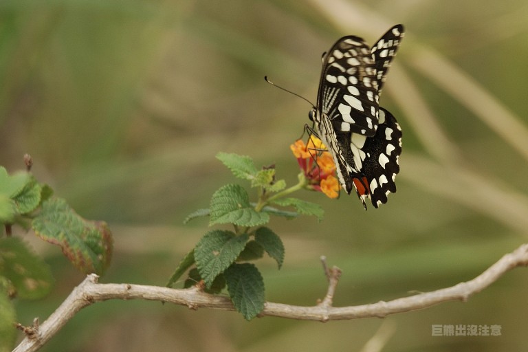 p>达摩凤蝶(papilio demoleus linnaeus蝴蝶)是一种常见的分布广泛的
