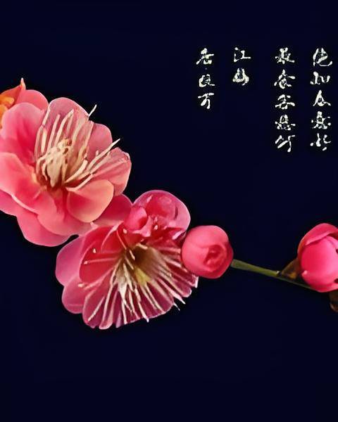 一枝梅前传_百度百科