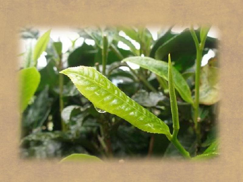 苔子茶 全网资源