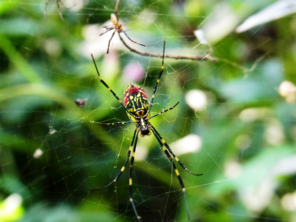 蜘蛛——风云变化它先知