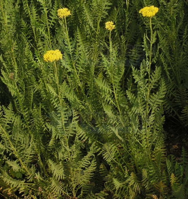  p data-id="tbjnjjfnjmnz">凤尾蓍是菊科蓍草属宿根性草本植物.