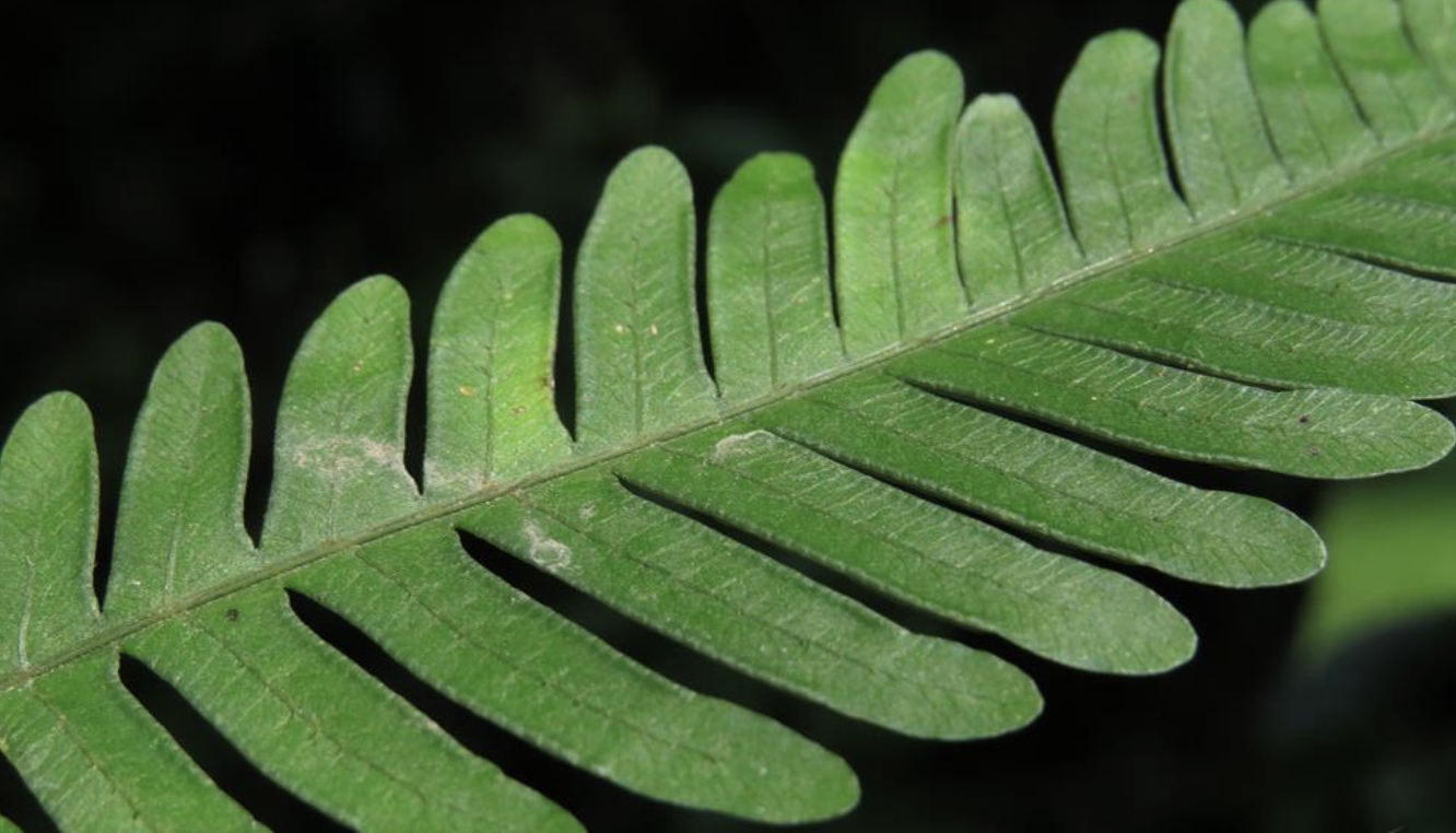  p>傅氏凤尾蕨(学名: i>pteris fauriei /i> hieron.