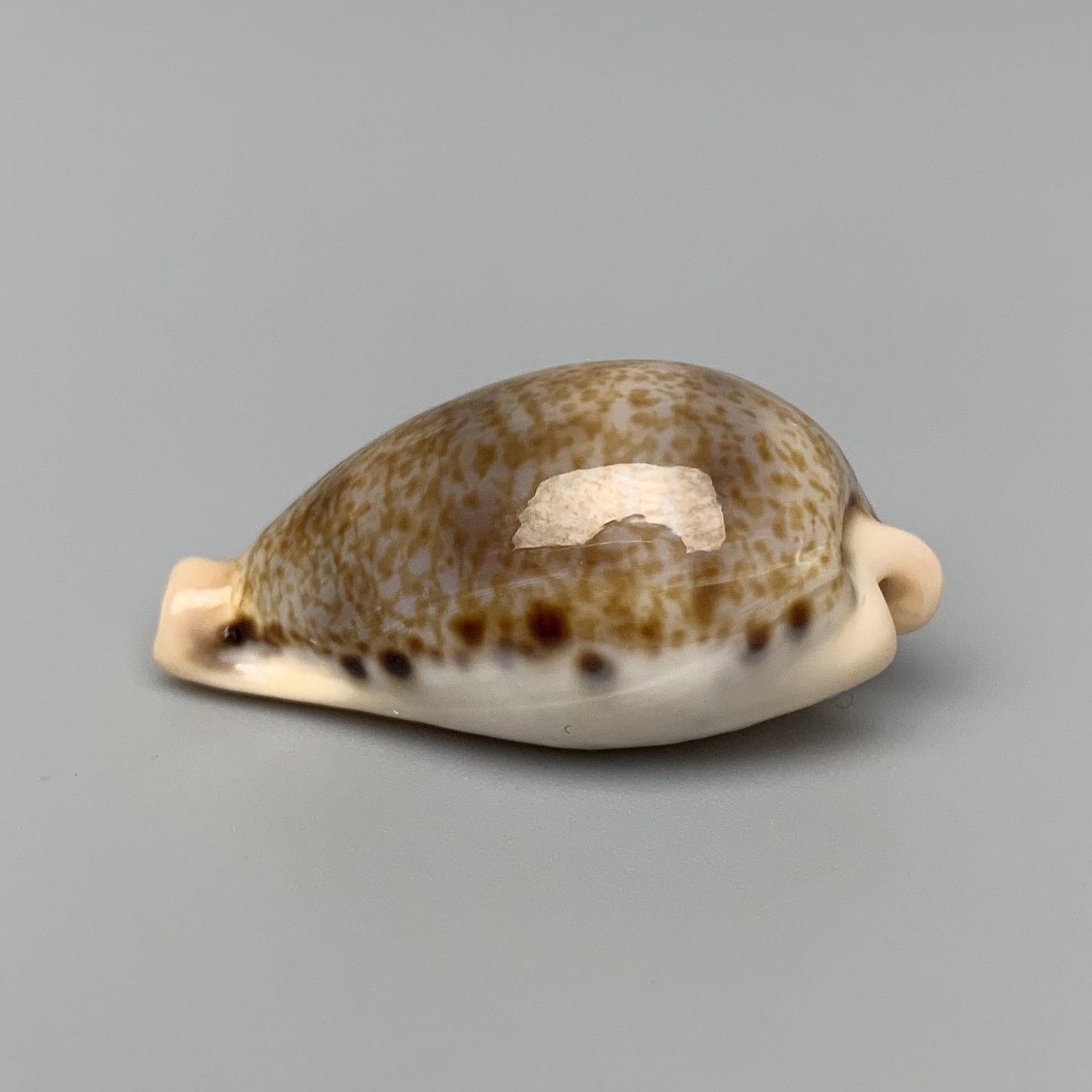 austrasiatica hungerfordi bealsi